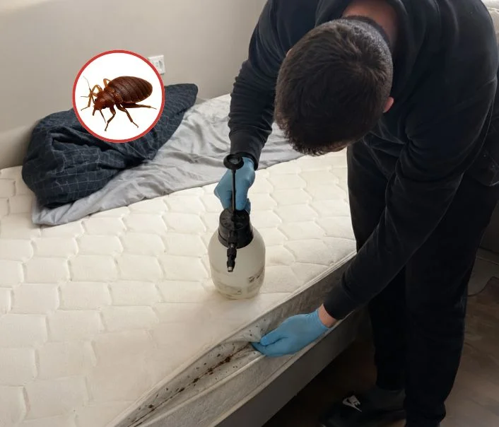 Technicien traitant un matelas contre les punaises de lit à Janville-sur-Juine